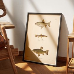 Sude, skalle &amp; smerling 1889 - Zoologi