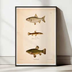 Sude, skalle &amp; smerling 1889 - Zoologi