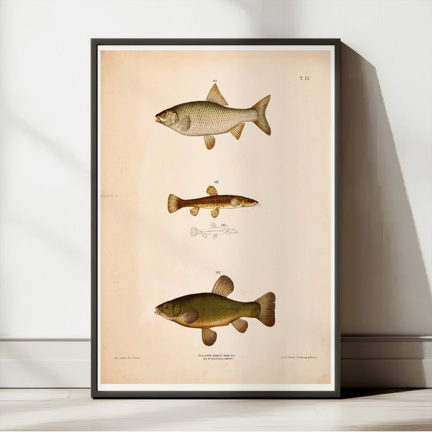 Sude, skalle &amp; smerling 1889 - Zoologi