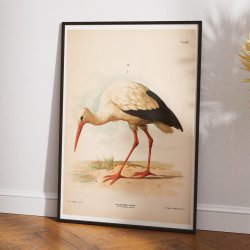 Stork 1889 - Zoologi plakat