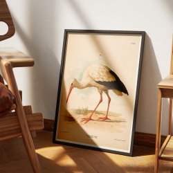 Stork 1889 - Zoologi plakat