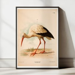 Stork 1889 - Zoologi plakat