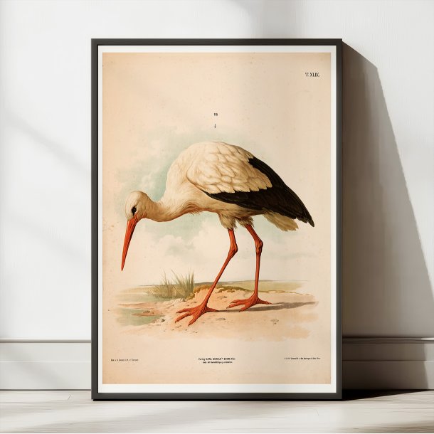 Stork 1889 - Zoologi plakat