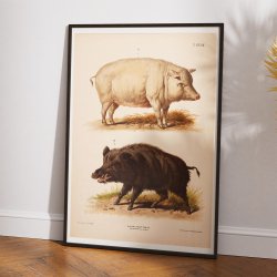 Tamsvin og vildsvin 1889 - Zoologi plakat
