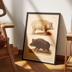 Tamsvin og vildsvin 1889 - Zoologi plakat