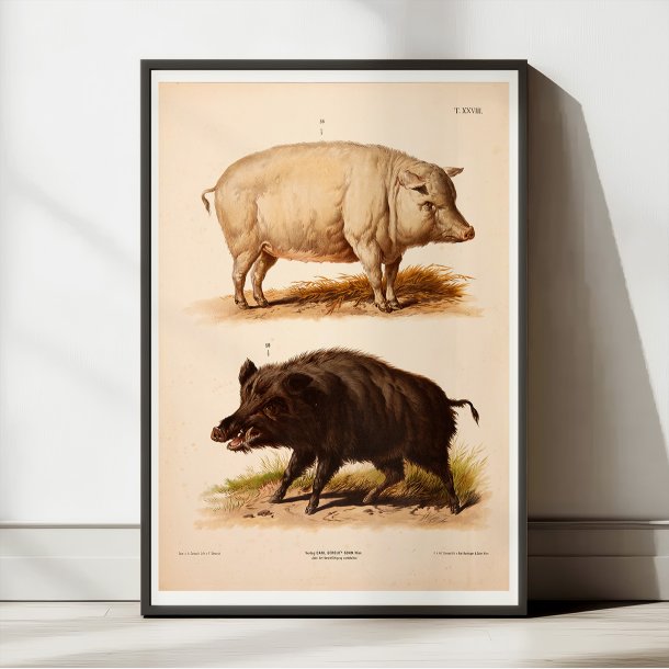 Tamsvin og vildsvin 1889 - Zoologi plakat