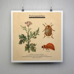 Koloradobille 1949 - Zoologi