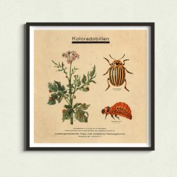 Koloradobille 1949 - Zoologi