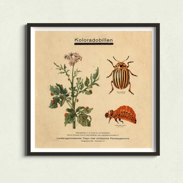 Koloradobille 1949 - Zoologi