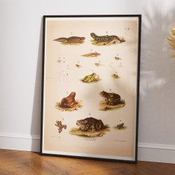 Padder, frer &amp; tudser 1889 - Zoologi