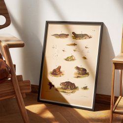 Padder, frer &amp; tudser 1889 - Zoologi