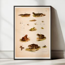 Padder, frer &amp; tudser 1889 - Zoologi