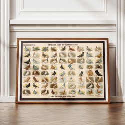 Dueracer 1910 - Biologi &amp; Zoologi