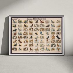 Dueracer 1910 - Biologi &amp; Zoologi