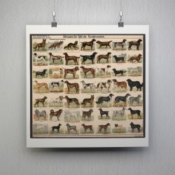 Hunderacer 1910 - Biologi &amp; zoologi