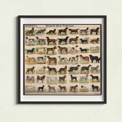 Hunderacer 1910 - Biologi &amp; zoologi