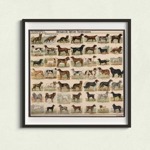 Hunderacer 1910 - Biologi & zoologi