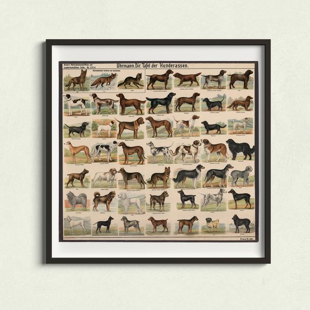 Hunderacer 1910 - Biologi &amp; zoologi