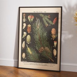 Skovfyr og gran 1894 - Botanik