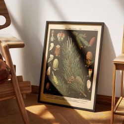 Skovfyr og gran 1894 - Botanik