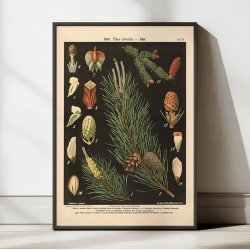 Skovfyr og gran 1894 - Botanik