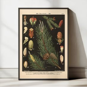 Skovfyr og gran 1894 - Botanik