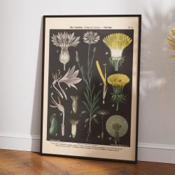 Bl kornblomst og lvetand 1894 - Botanik