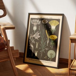 Bl kornblomst og lvetand 1894 - Botanik