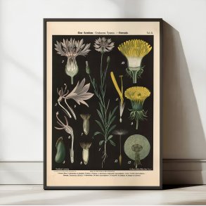 Bl kornblomst og lvetand 1894 - Botanik