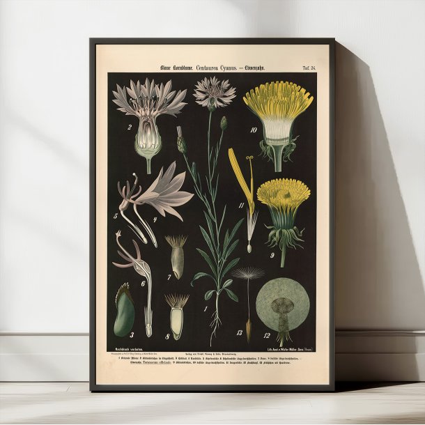 Bl kornblomst og lvetand 1894 - Botanik