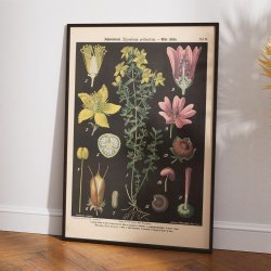 Prikbladet perikum &amp; vild katost 1894 - Botanik