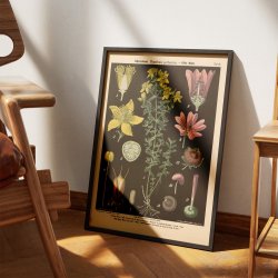 Prikbladet perikum &amp; vild katost 1894 - Botanik