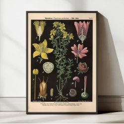 Prikbladet perikum &amp; vild katost 1894 - Botanik