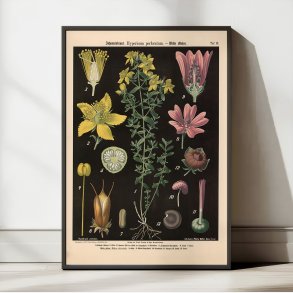 Prikbladet perikum & vild katost 1894 - Botanik