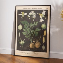 Kartoffel &amp; sort natskygge 1894 - Botanik