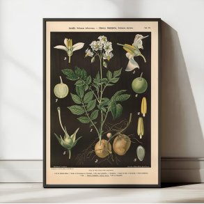 Kartoffel & sort natskygge 1894 - Botanik