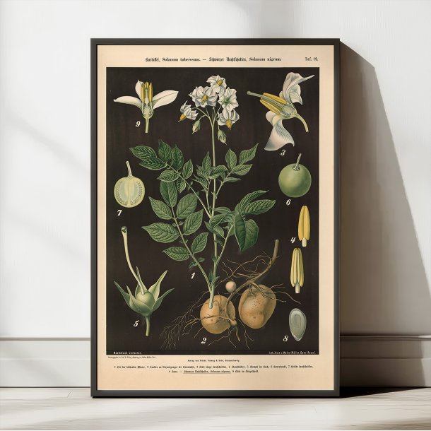 Kartoffel &amp; sort natskygge 1894 - Botanik