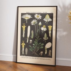 Hvid okseje &amp; kamille 1894 - Botanik