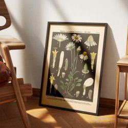 Hvid okseje &amp; kamille 1894 - Botanik