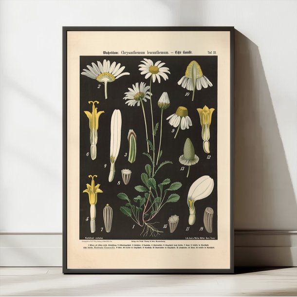 Hvid okseje &amp; kamille 1894 - Botanik