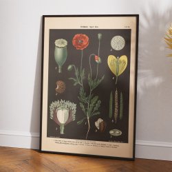 Kornvalmue &amp; svaleurt 1894 - Botanik