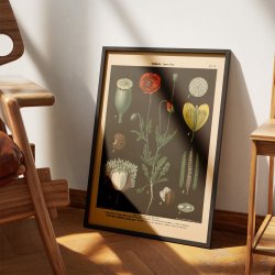 Kornvalmue &amp; svaleurt 1894 - Botanik