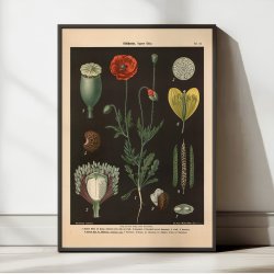 Kornvalmue &amp; svaleurt 1894 - Botanik