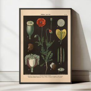 Kornvalmue & svaleurt 1894 - Botanik