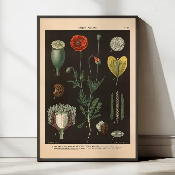 Kornvalmue &amp; svaleurt 1894 - Botanik