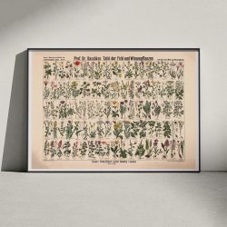 Mark- &amp; engplanter 1909 - Botanik