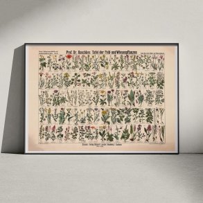 Mark- & engplanter 1909 - Botanik