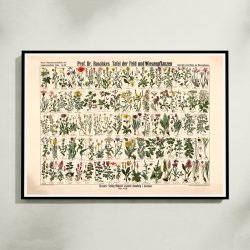 Mark- &amp; engplanter 1909 - Botanik