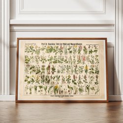 Skov- &amp; vandplanter 1909 - Botanik