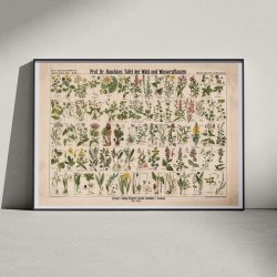 Skov- &amp; vandplanter 1909 - Botanik